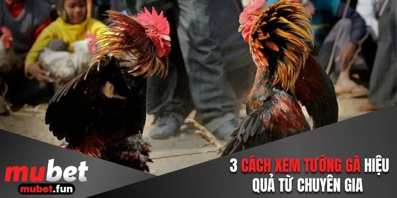 3 cách xem tướng gà hiệu quả từ chuyên gia