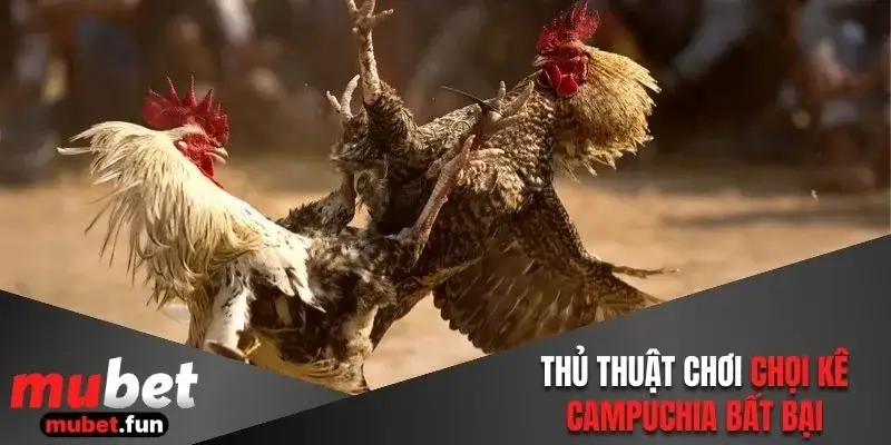 Thủ thuật chơi chọi kê Campuchia bất bại