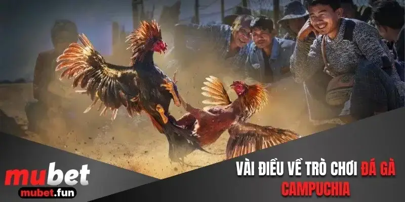 Vài điều về trò chơi đá gà Campuchia